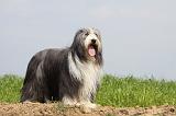 BEARDED COLLIE 116